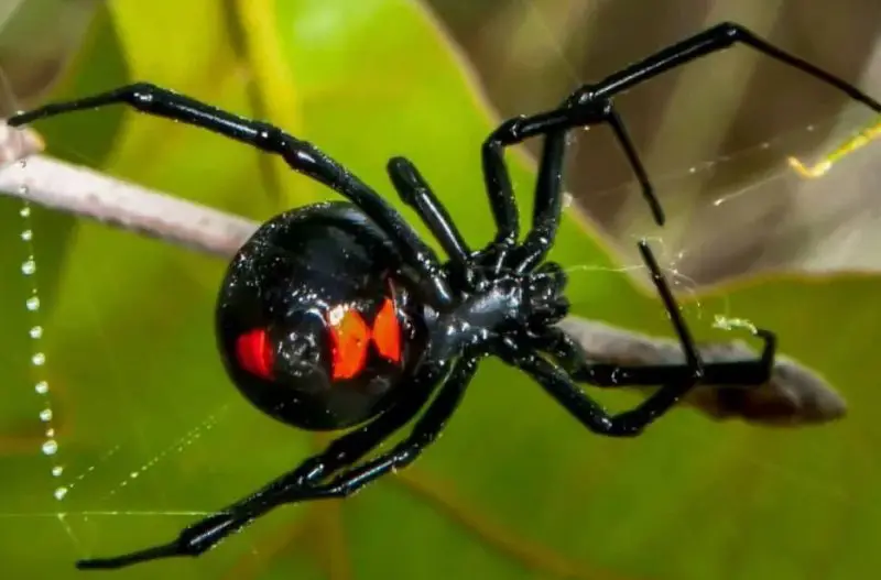 Indiana Black Widows