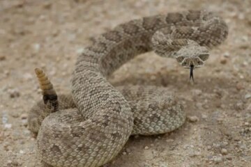 Iowa Prairie Rattlesnake Encounters: Rare but Seriously Venomous