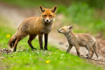 What Makes January Prime Time for Fox Sightings in Massachusetts