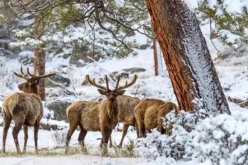 What January Snowpack Means for Elk Sightings in Colorado