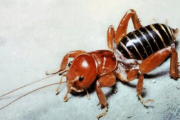 Jerusalem Crickets in New Mexico: Creepy Desert Bugs With Painful Bites