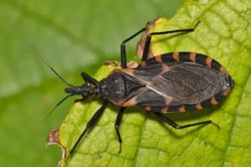 Colorado Kissing Bugs: Rare Encounters With Serious Medical Concerns