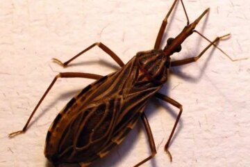 The Secret Residents Never Knew About Kissing Bugs in Florida