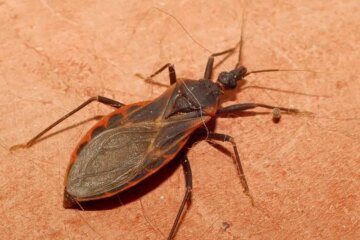 Kissing Bugs in Texas: The Lesser-Known Insect With Serious Risks