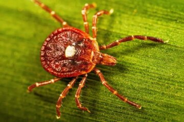 The Hidden Danger of Lone Star Tick Bites in Kentucky