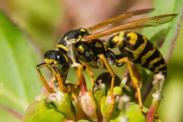 Massachusetts Biting Yellow Jackets: Backyard Stingers People Underestimate
