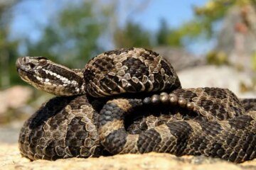 Massasauga Rattlesnake in Colorado: Rare but Seriously Venomous