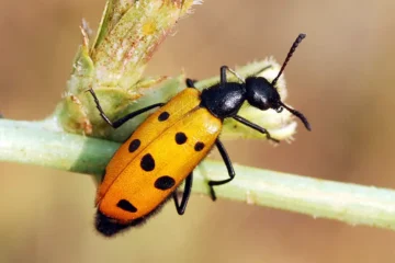 Blister Beetles in California: The Toxic Bug That Burns Skin