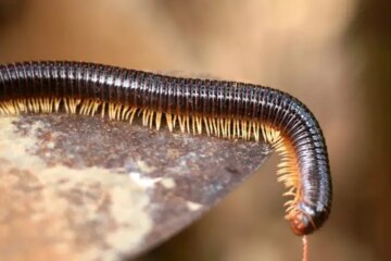 Why Millipedes Crawl Indoors After Heavy Rain in North Carolina
