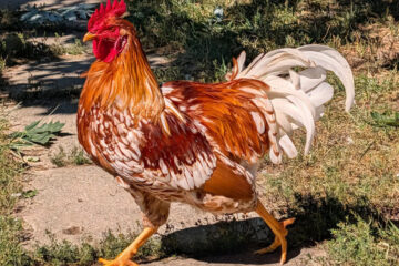 6 Types of Feral Chickens in Ohio (With Pictures and Identification)