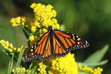 The Little-Known Truth About Monarch Butterflies in Iowa