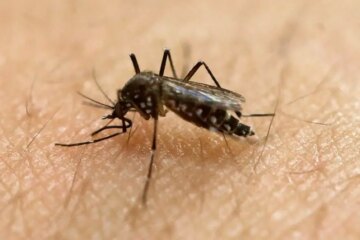 How Mosquito Behavior Changes Between Day and Night in California