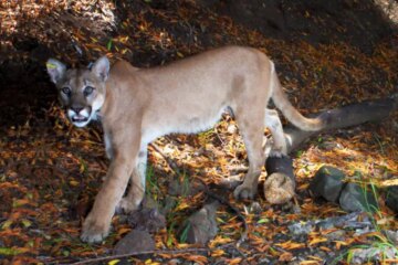 The Hidden Corridors Mountain Lions Use in New Mexico