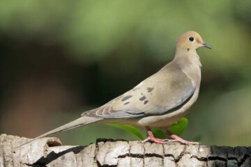 6 Types of Doves in Georgia (With Pictures and Identification)