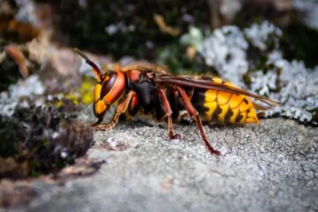 Murder Hornets in Washington: Are They Still a Real Threat?