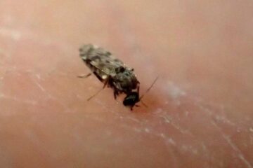 No-See-Um Biting Flies in South Carolina: Invisible but Painful