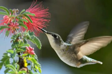 Surprising Truth About North Carolina Hummingbirds