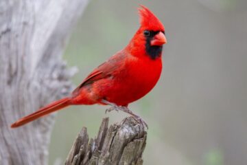 8 Types of Cardinals in Georgia (With Pictures and Identification)
