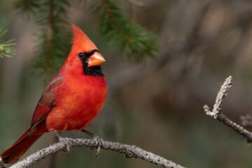 The Hidden Truth About Northern Cardinals Thriving in Ohio