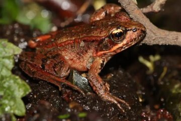 What Do Frogs Eat in Washington During the Winter