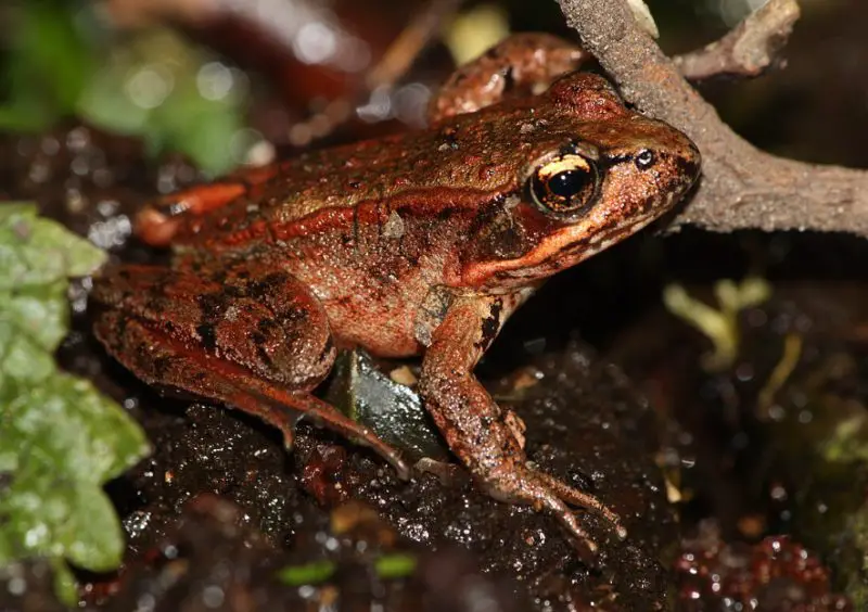 What Do Frogs Eat in Washington During the Winter