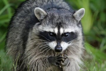 10 Nocturnal Animals Active During Texas Winters
