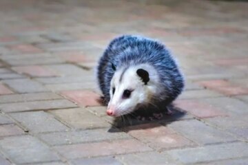 What Iowa Homeowners Don’t Know About Opossums Indoors