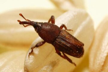 Why Pantry Weevils Appear in Rice Containers in Texas Kitchens
