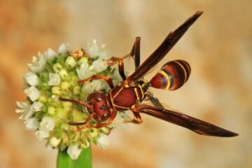 Paper Wasps in California: How Dangerous Can They Really Be?