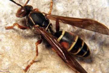 The Untold Story of Paper Wasps Settling Into Ohio Homes