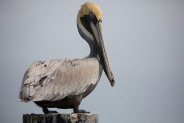 The Hidden Truth About Pelicans Returning to Texas Waters