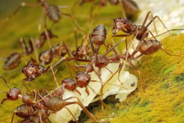 Why Pharaoh Ants Appear in New York Apartments