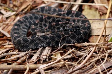 The Little-Known Risk of Pigmy Rattlesnakes in Florida Suburbs