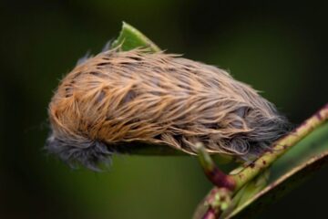 Why Puss Caterpillar Venom Causes Extreme Pain in North Carolina