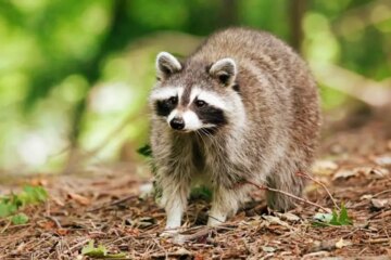 How Raccoons Travel Through Storm Drains in Florida Neighborhoods