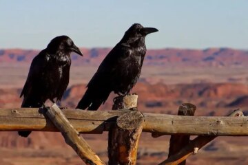 The Surprising Story of Why Ravens Are So Smart in Idaho