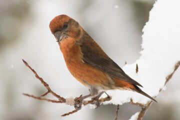 What Red Crossbills Eat to Survive Colorado’s Coldest Days