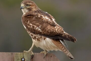 9 Types of Hawks in Indiana (With Pictures and Identification)