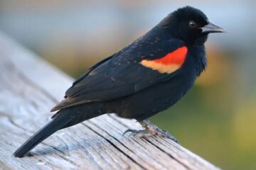 13 Birds With Red Wing Patches in California (With Pictures)