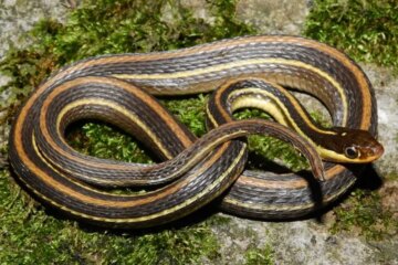 13 Secrets About Ribbon Snakes in Connecticut Wetlands