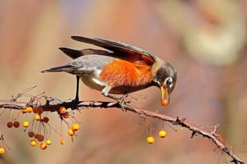 What Robins Eat When Winter Takes Over Pennsylvania
