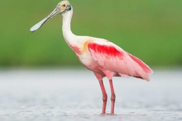10 Birds With Pink Feathers Seen in Florida (With Pictures)
