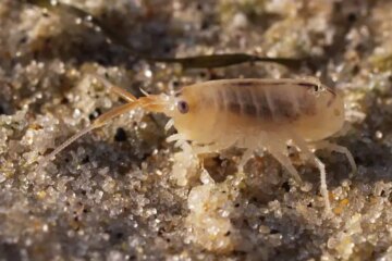 Sand Fleas in Florida Beaches: Tiny but Shockingly Irritating