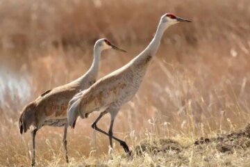 The Fascinating Secret Behind Sandhill Cranes Returning to Wisconsin