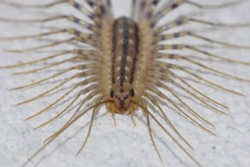 Washington Giant House Centipedes: Creepy Speed and Painful Bites
