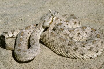 Sidewinder Rattlesnakes in Nevada: Fast, Venomous, and Hard to Spot