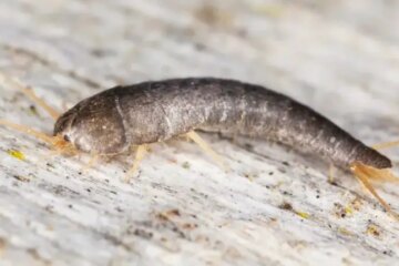 Why Silverfish Appear in California Bathrooms at Night