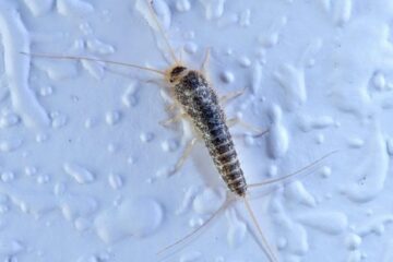 Why Silverfish Appear in Minnesota Bathrooms at Night