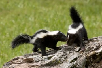 Why Skunks in Illinois Appear More Often After Dusk