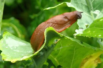 The Hidden Reason Slugs Appear Overnight in Oregon Gardens